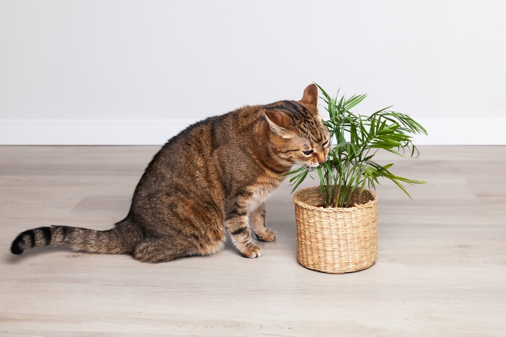 Gatto tigrato marrone avvicina il muso a una pianta