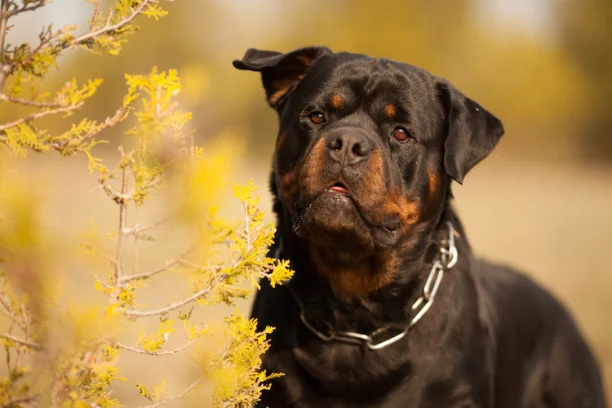 Un chien virtuel pour identifier les attitudes qui indiquent un risque de  morsures - Sciences et Avenir