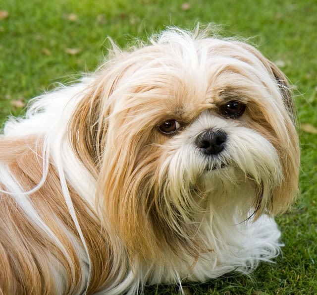 chien chinois shih tzu