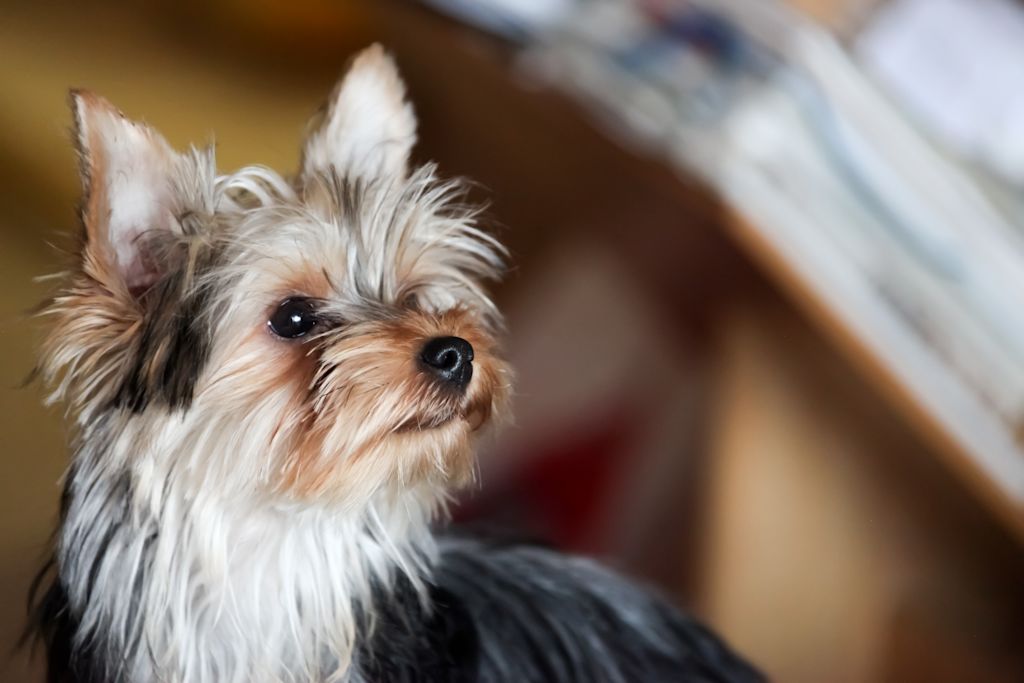 chienne yorkshire