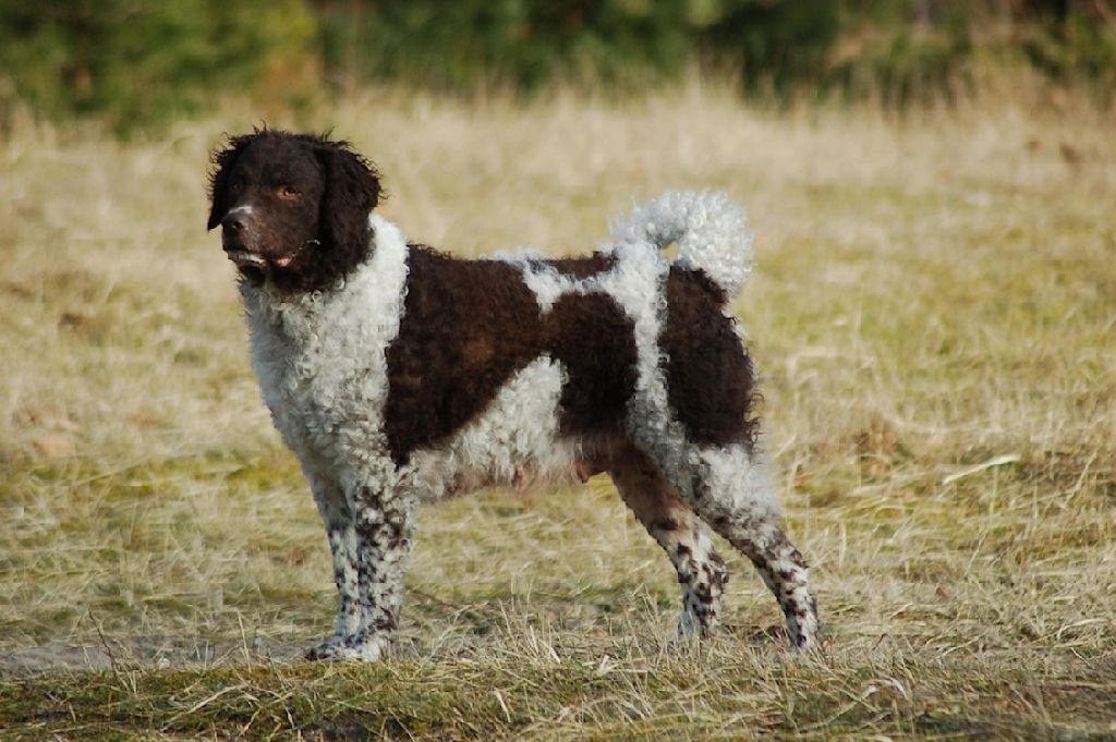 chien d-eau frison3