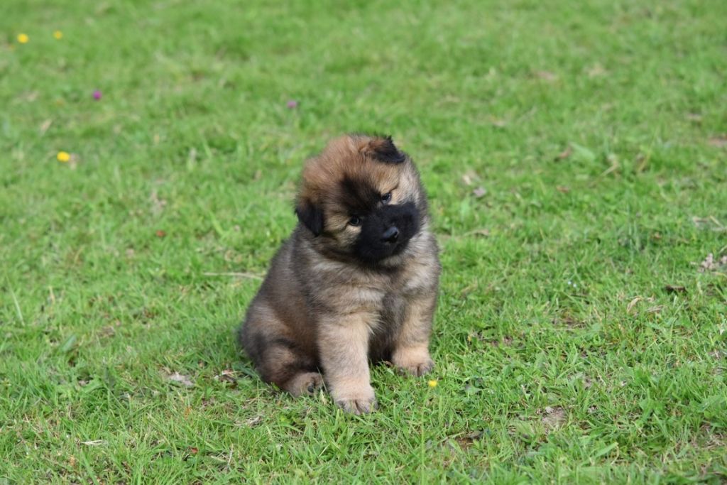 Chiot Eurasier