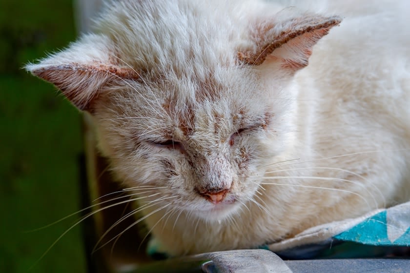 ¿Tu gato ha dado positivo en el síndrome de la inmunodeficiencia felina?