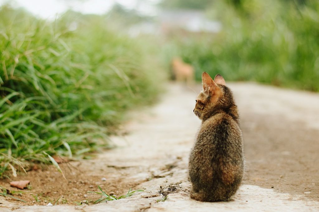 chaton dehors