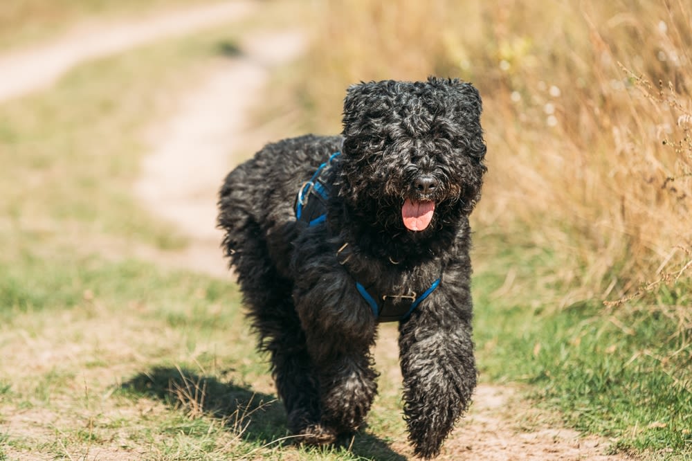 Bouvier des Flandres puppy op gazon