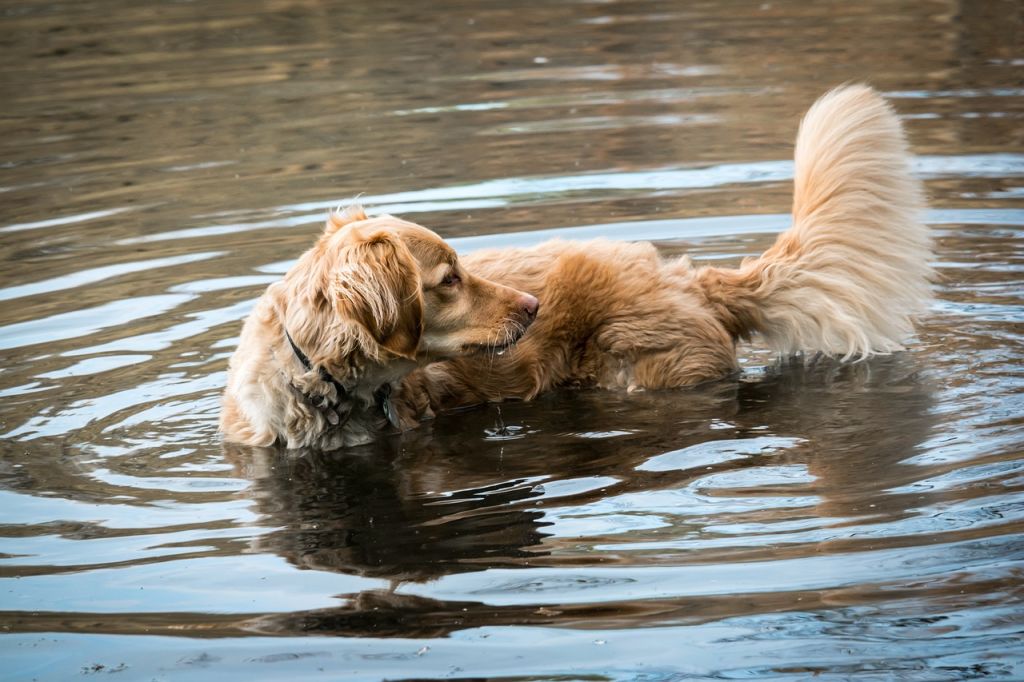 Chien qui se baigne