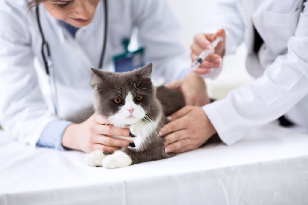 vaccination_du_chaton