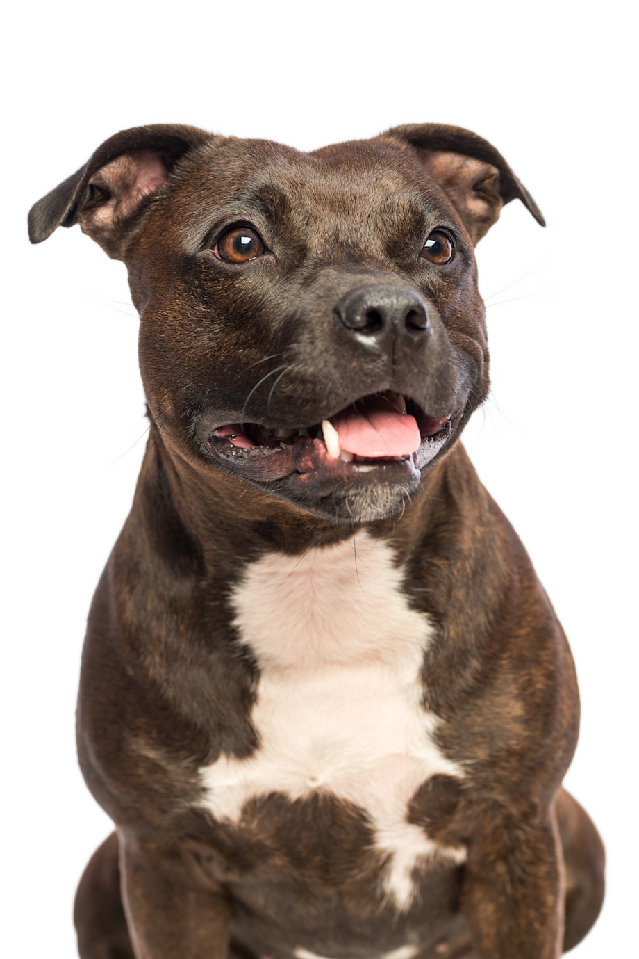 assurance chien Staffordshire Bull terrier