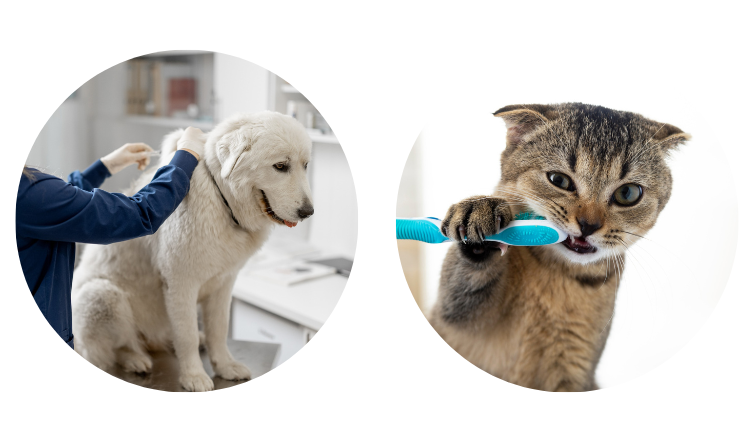 résolution 1 chien chat vaccins détartrage antiparasitaires antipuces vermifuges