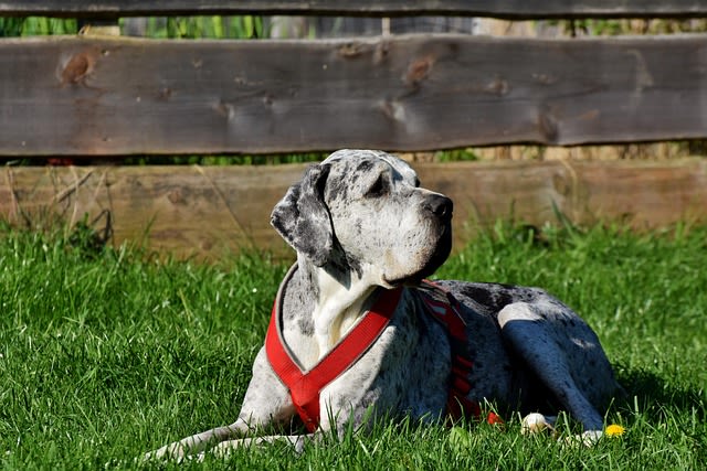 Grand danois great dane