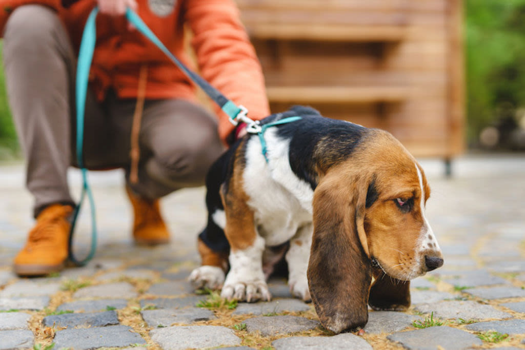 basset hound hernie discale