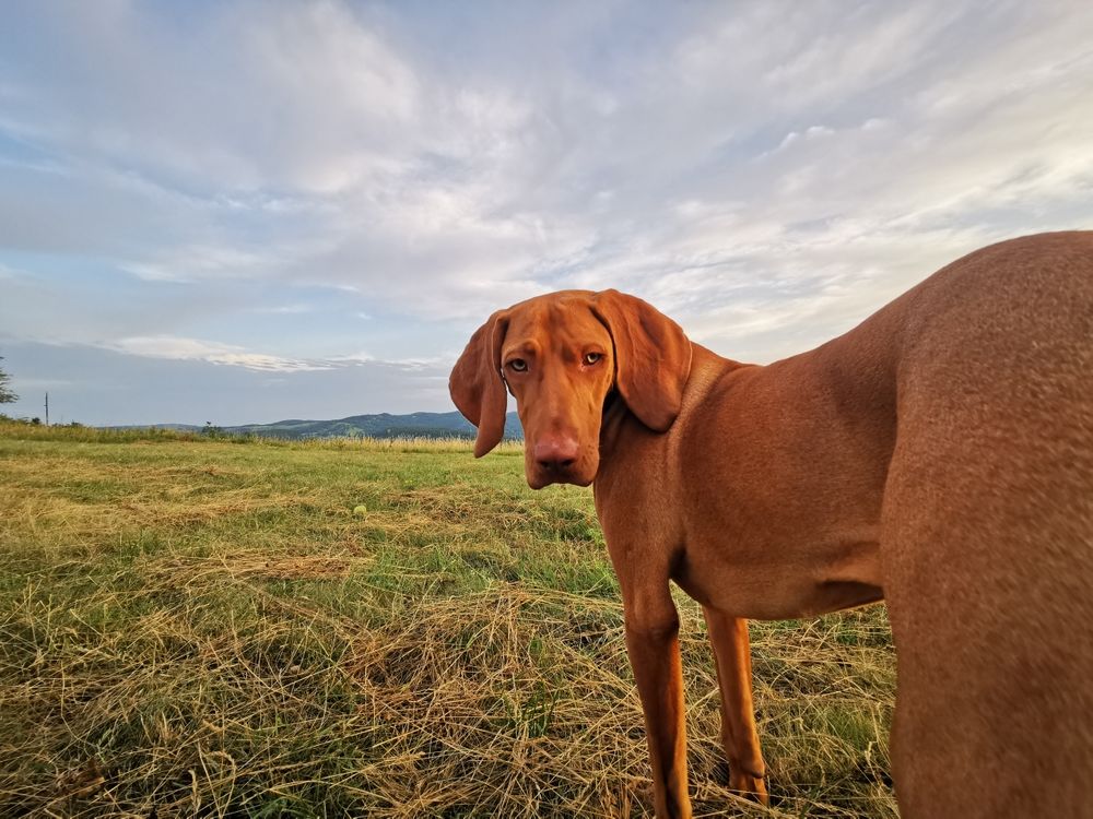 Die abgeknickte Pfote ist beim Jagen ein Signal