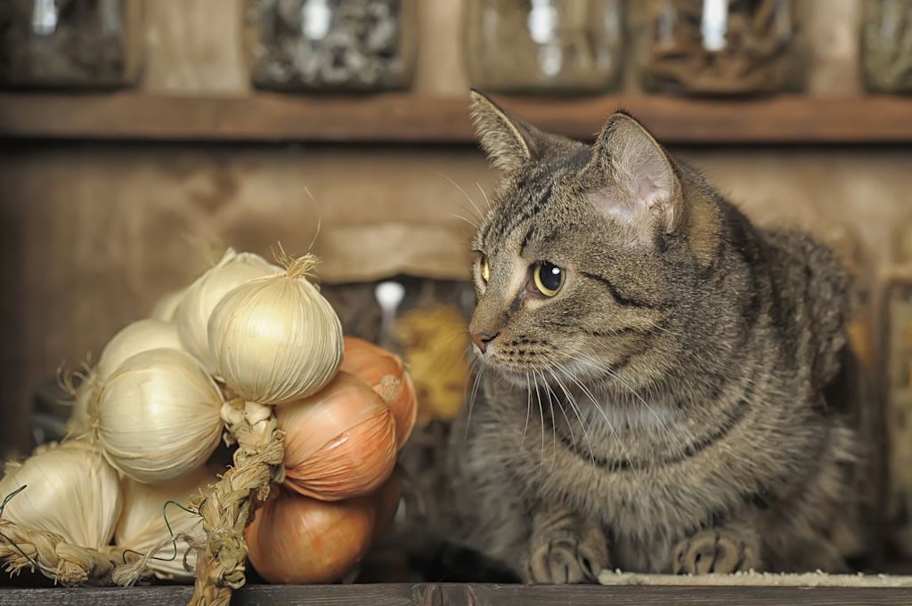 chat et aliments toxiques