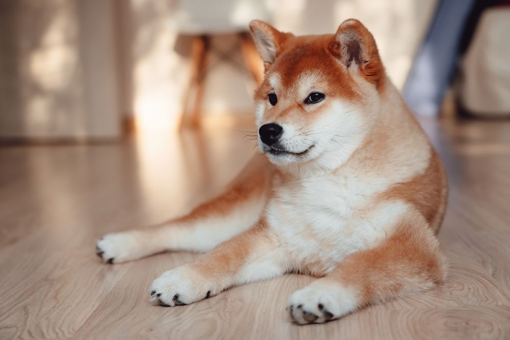 Shiba Inu ist eine asiatische spitzartige Hunderasse