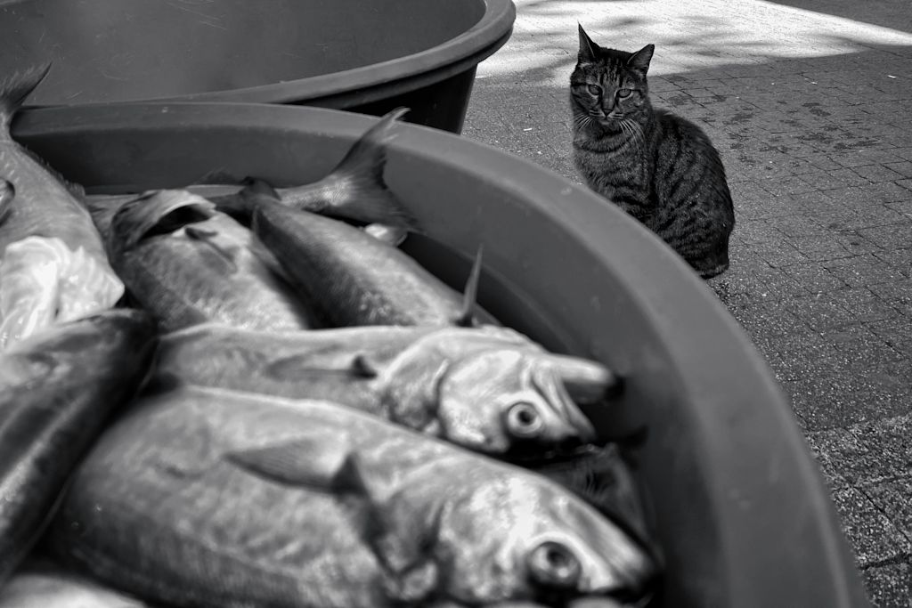 chat devant un lot de poissons