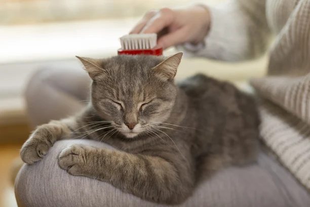 Poil du chat : ne laissez pas les nœuds se former - Soins et entretien -  Chat - Santévet