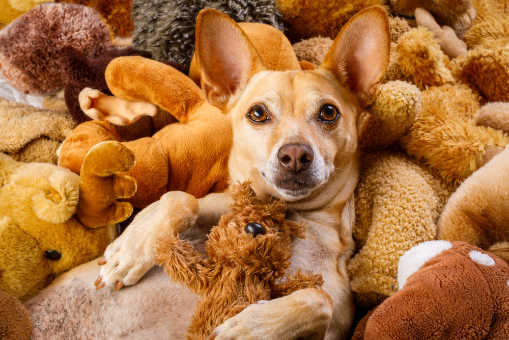 Hund zwischen Plüschtieren