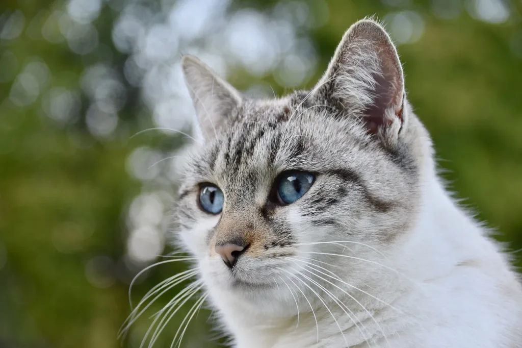 chat blanc et gris aux yeux bleus