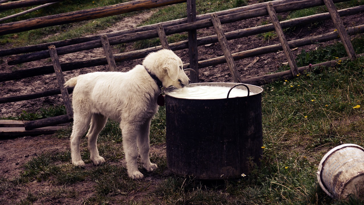 Chien qui boit du lait