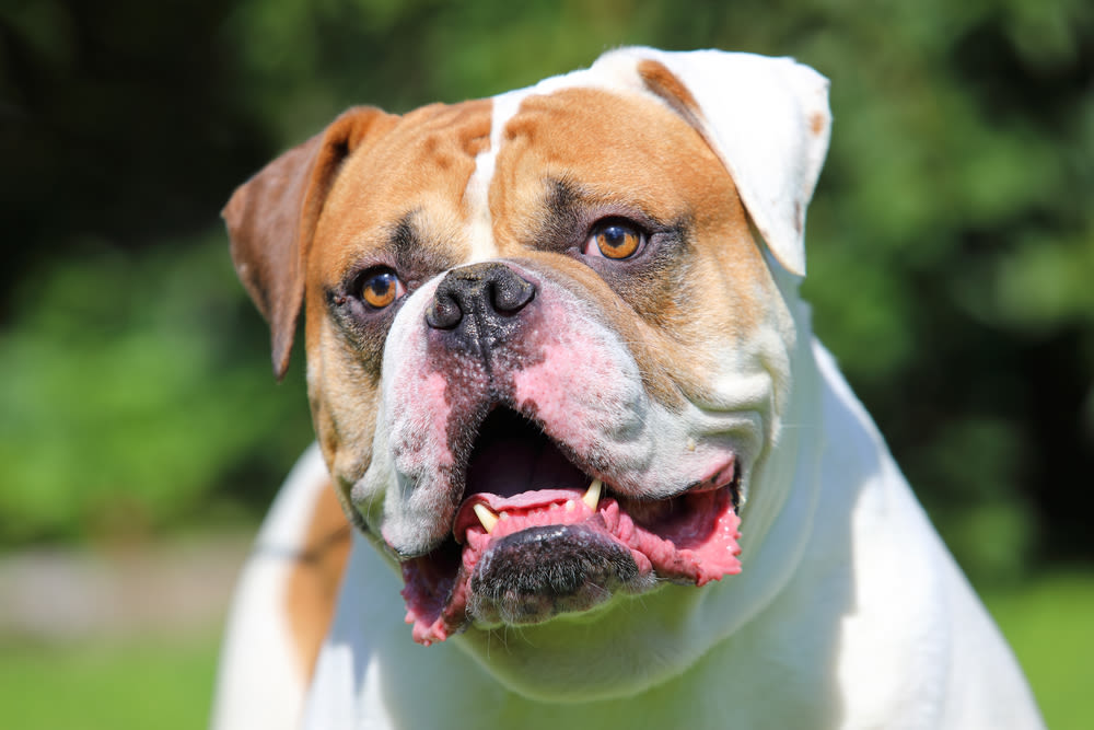 Die Amerikanische Bulldogge ist sehr sozial