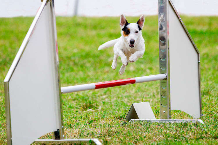 jack russel agility