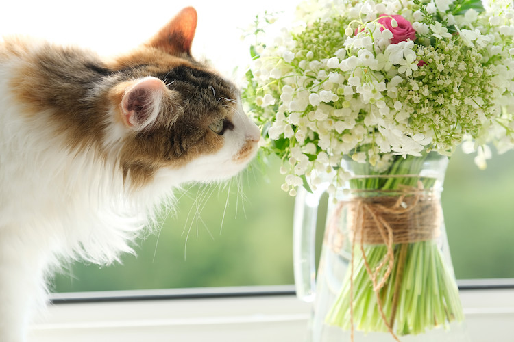 le muguet est toxique pour le chat