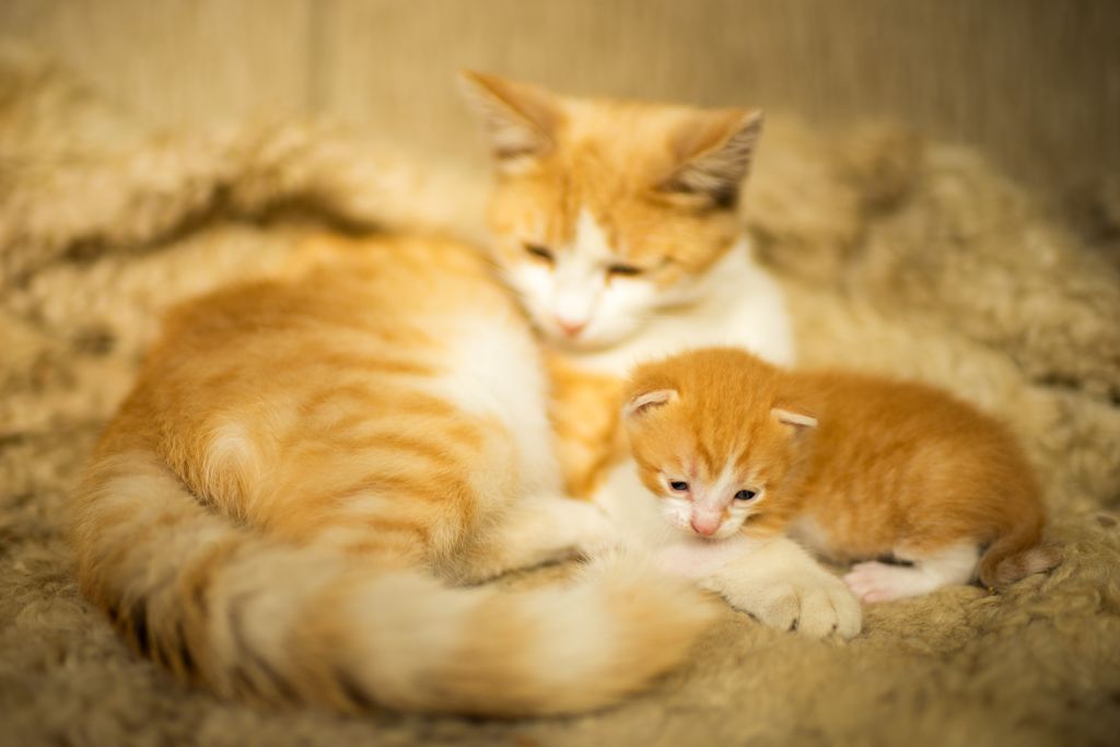 chaton roux et sa maman tigrée