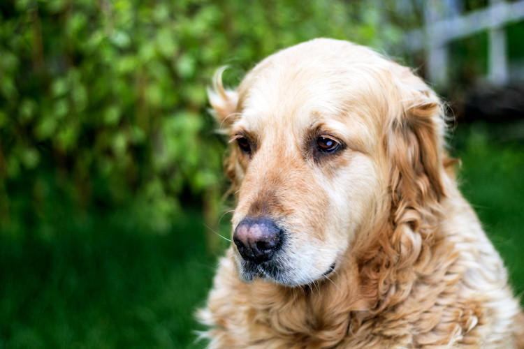 AVC chien âgé symptômes