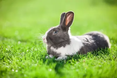 Carnet de santé de mon lapin de compagnie: avoir un lapin domestique, nain,  belier heureux sans maladie | supplément de 52 fiches hebdomadaires pour