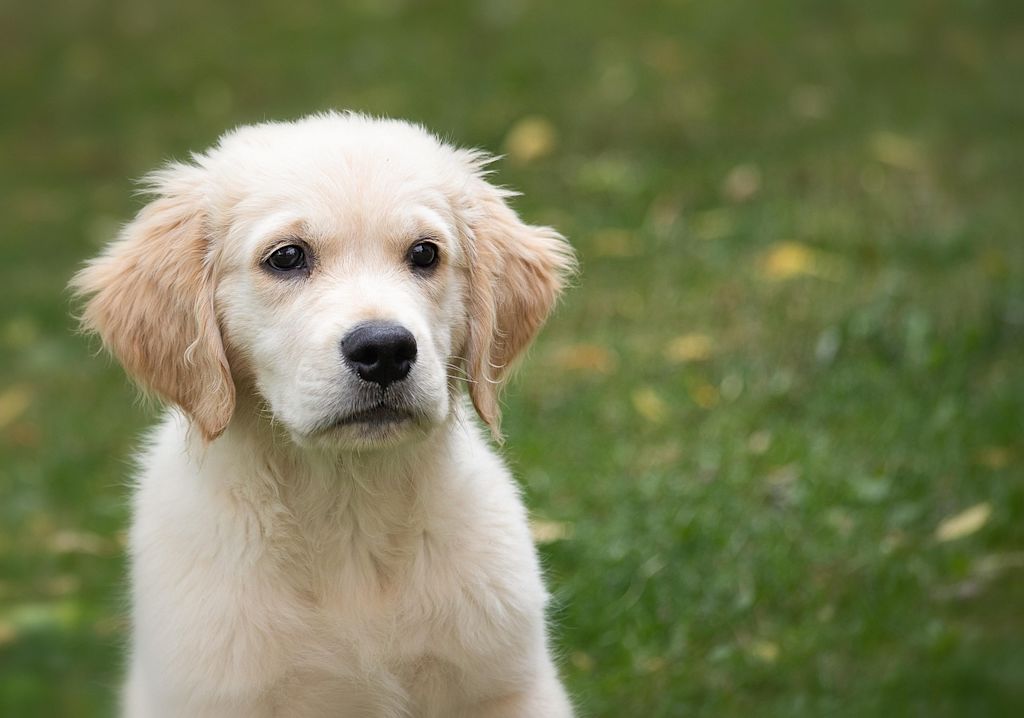 chiot golden retriever