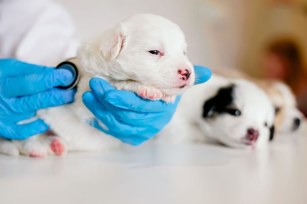 chiot malade