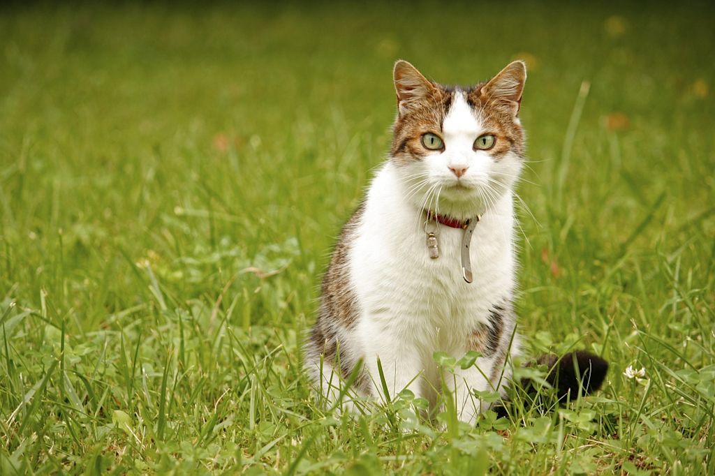 chat collier dans herbe