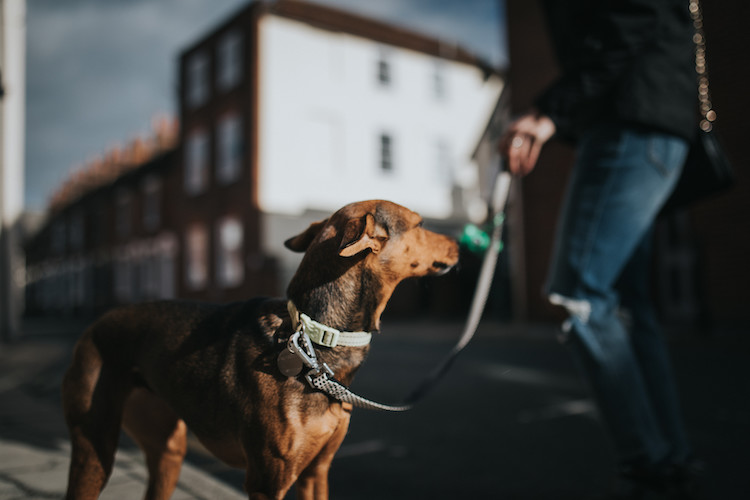 le chien est myope