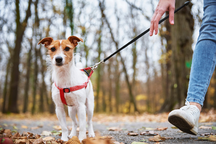 apprendre la marche en laisse à son chien