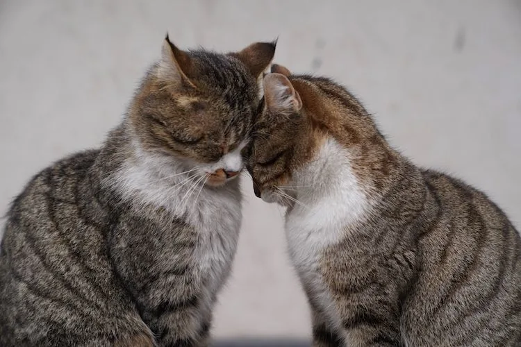 Pouvoirs secrets du ronronnement du chat sur l'homme - Santévet
