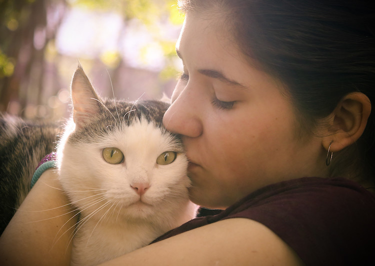 cancer chez le chat et espérance de vie