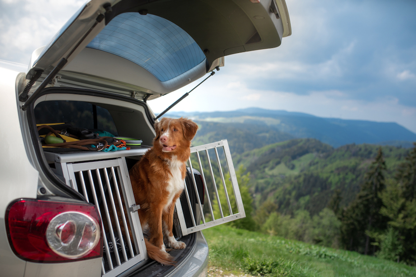 Buitenlandse reizen met je hond