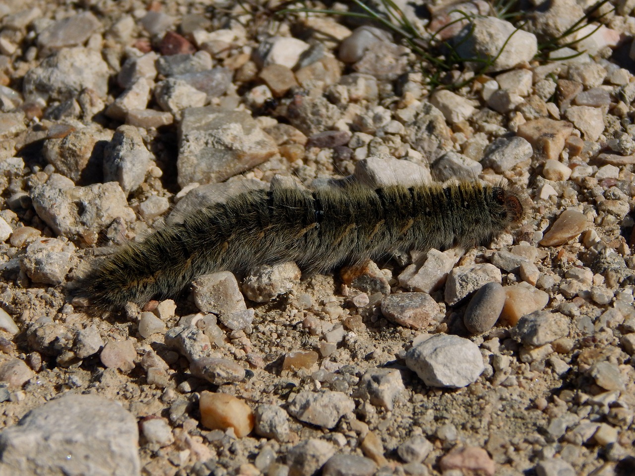 Chenille processionnaire sur le sol