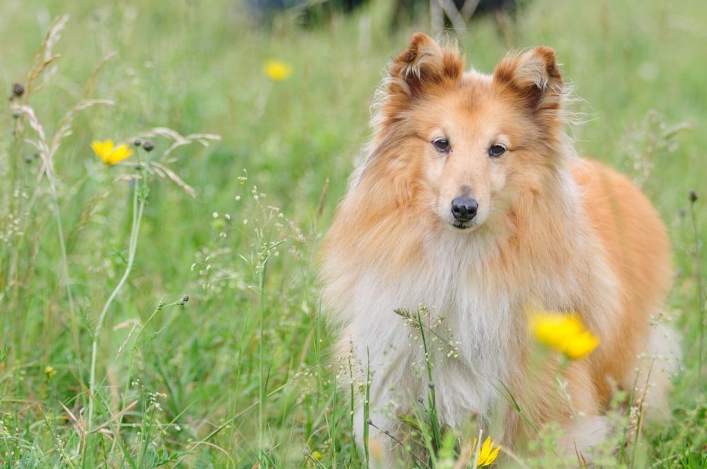 berger shetland