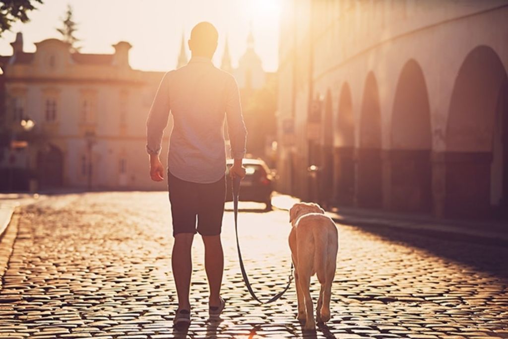 chien-chaleur-promenade