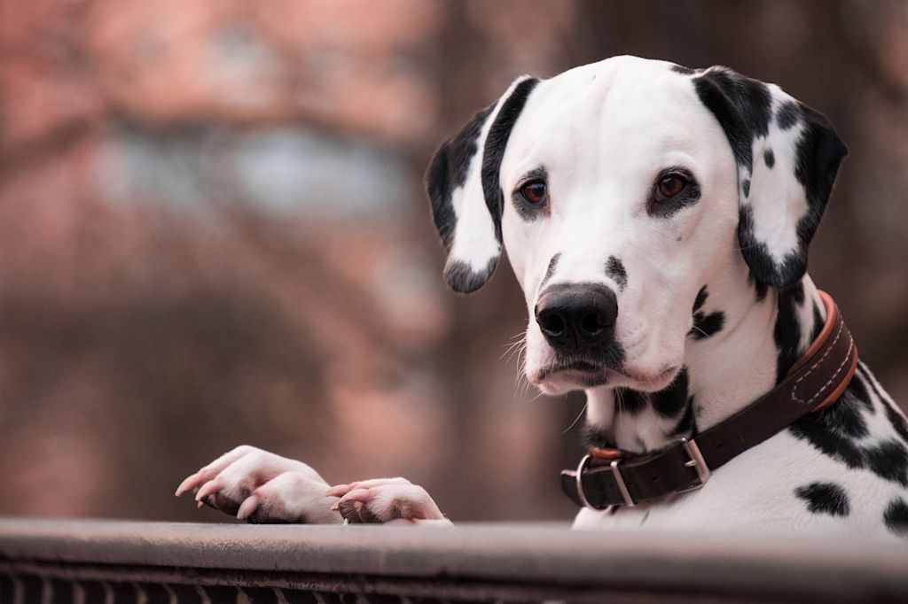 chien dalmatien noir blanc