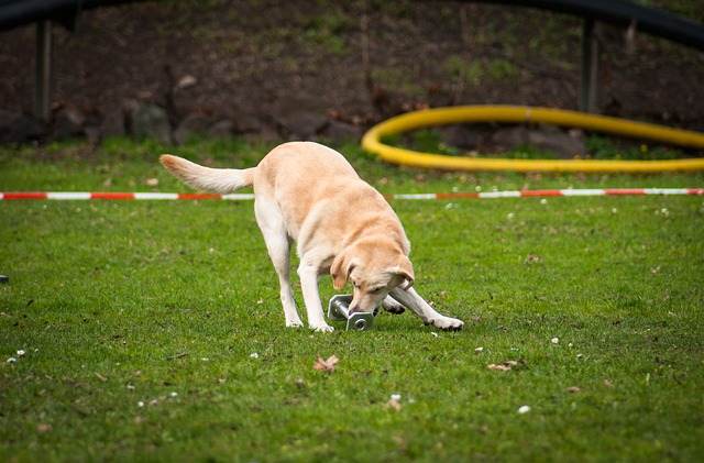 apportierspiel labrador