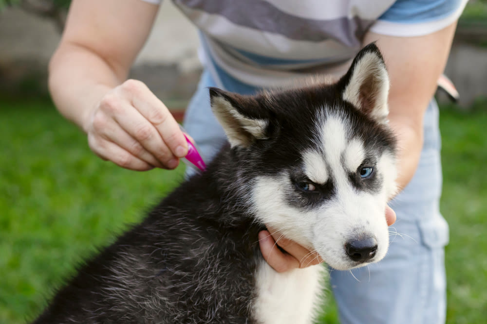 Auch Welpen müssen regelmäßig zum Tierarzt