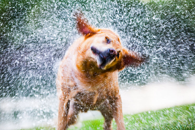 rafraichir un chien
