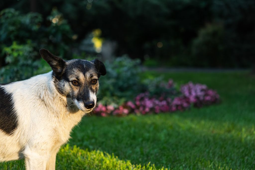 Chien dans le jardin