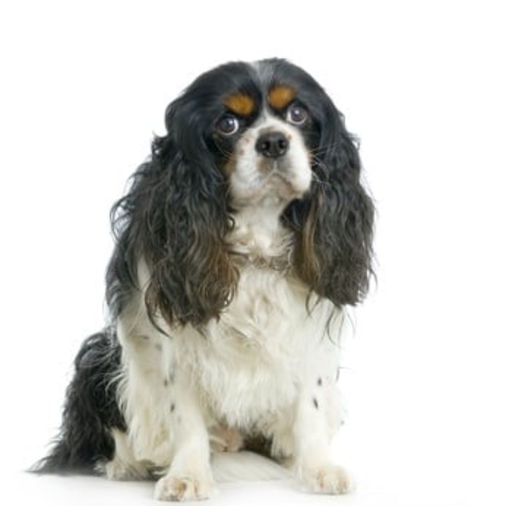 cavalier king charles - Fotolia.com