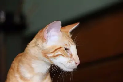 Encyclopédie du chat: Chat Maine Coon - Caractéristiques, soins, santé