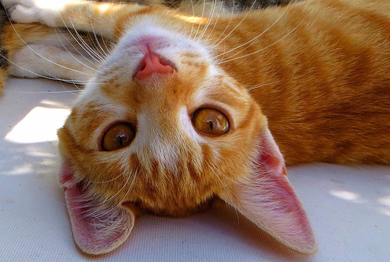 Chat-oreilles