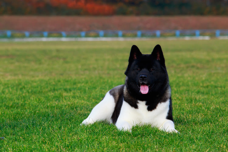 race chien akita américain