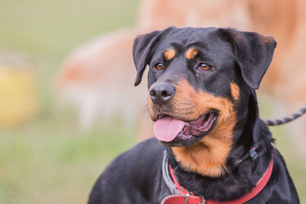 Beauceron bas rouge berger de beauce Fiches race Chien